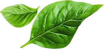 Two vibrant green leaves, one large and one small, set against a blurred green background.