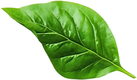 A single large, detailed green leaf with visible veins set against a blurred green background.